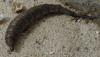 Stratiomys sp.